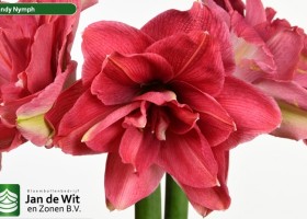 hippeastrum Cannym (2)